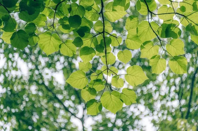 Aufnahme eines Astes mit satten grünen Blättern und Baumkronen im Hintergrund